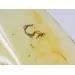 Gnat Insect inclusions in Baltic amber fossil amulet stone