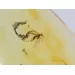 Gnat Insect inclusions in Baltic amber fossil amulet stone