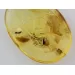 Ant Insect in Carved Amulet Baltic amber fossil pendant