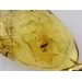 Winged Scale Insect in Carved Amulet Baltic amber fossil pendant