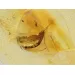 Matfly Insect in Carved Amulet Baltic amber fossil pendant