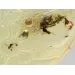 Swarm Insects in Carved Amulet Baltic amber fossil pendant