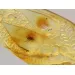 Fly Insect in Carved Amulet Baltic amber fossil pendant