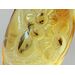 Swarm Insect in Carved Amulet Baltic amber fossil pendant