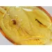 Spider Insect in Carved Amulet Baltic amber fossil pendant
