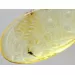 Disptera Insect in Carved Amulet Baltic amber fossil pendant