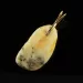 Genuine Baltic Amber Gold Plated Amulet Pendant
