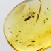 Drop Baltic amber pendulum pendant w insect inclusion