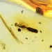 Drop Baltic amber pendulum pendant w insect inclusion