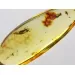 Drop Baltic amber pendulum pendant w insect inclusion