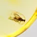 Drop Baltic amber pendulum pendant w insect inclusion