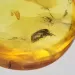 Drop Baltic amber pendulum pendant w insect inclusion