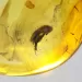 Drop Baltic amber pendulum pendant w insect inclusion