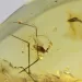 Drop Baltic amber pendulum pendant w insect inclusion