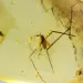 Drop Baltic amber pendulum pendant w insect inclusion