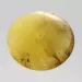 Large Donut shape Baltic amber pendant medallion
