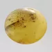 Large Donut shape Baltic amber pendant medallion