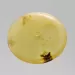 Large Donut shape Baltic amber pendant medallion