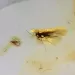 Drop Baltic amber pendulum pendant w insect inclusion