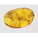 Insect inclusions in Baltic amber fossil stone