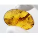 Insect inclusions in Baltic amber fossil stone