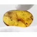 Insect inclusions in Baltic amber fossil stone