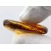 Insect inclusions in Baltic amber fossil stone