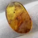 Insect inclusions in Baltic amber fossil stone