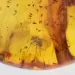 Insect inclusions in Baltic amber fossil stone