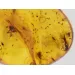 Insect inclusions in Baltic amber fossil stone