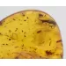 Insect inclusions in Baltic amber fossil stone