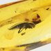 Beetle Insect inclusions in Baltic amber fossil stone