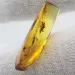 Beetle Insect inclusions in Baltic amber fossil stone