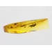 Beetle Insect inclusions in Baltic amber fossil stone
