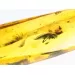 Beetle Insect inclusions in Baltic amber fossil stone