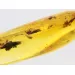 Beetle Insect inclusions in Baltic amber fossil stone