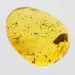 Gnat Insect inclusions in Baltic amber fossil stone