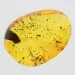 Gnat Insect inclusions in Baltic amber fossil stone