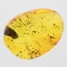 Gnat Insect inclusions in Baltic amber fossil stone