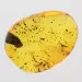 Gnat Insect inclusions in Baltic amber fossil stone