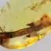 Insect inclusions in Baltic amber fossil big stone