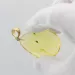 Insect inclusions in Baltic amber fossil big stone