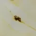 Insect inclusions in Baltic amber fossil big stone