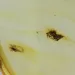 Insect inclusions in Baltic amber fossil big stone