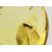 Insect inclusion in Baltic amber fossil big stone