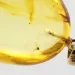 Gnat Insect inclusion in Baltic amber fossil big stone