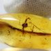 Gnat Insect inclusion in Baltic amber fossil big stone