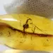 Gnat Insect inclusion in Baltic amber fossil big stone