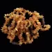 10 Raw CHIPS Baltic amber teething bracelets 14cm