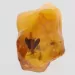 Moth Insect Inclusions in Baltic amber fossil stone